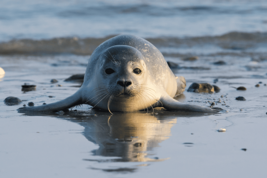 Grey seal pup coming out of the sea on a pebbled beach