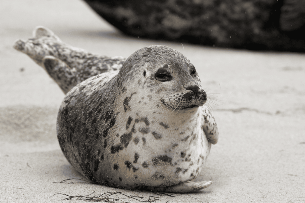 Gey seal with spotted coat lounging on the beach