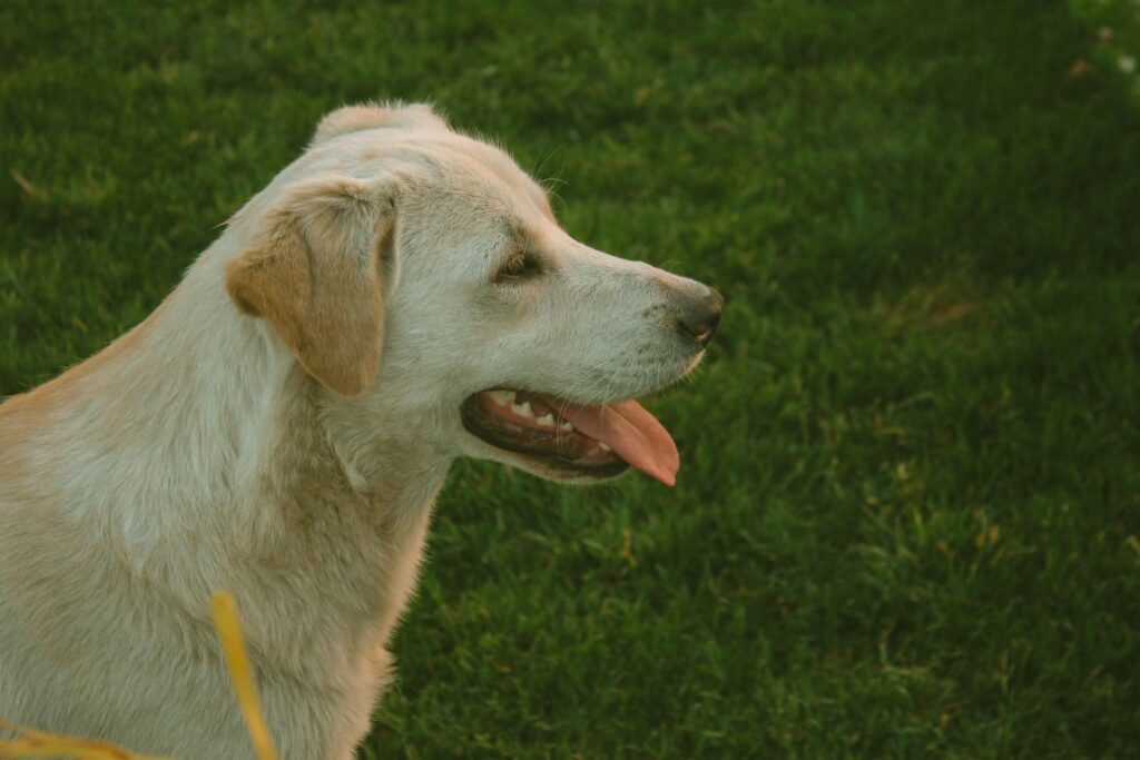 Dog panting in garden