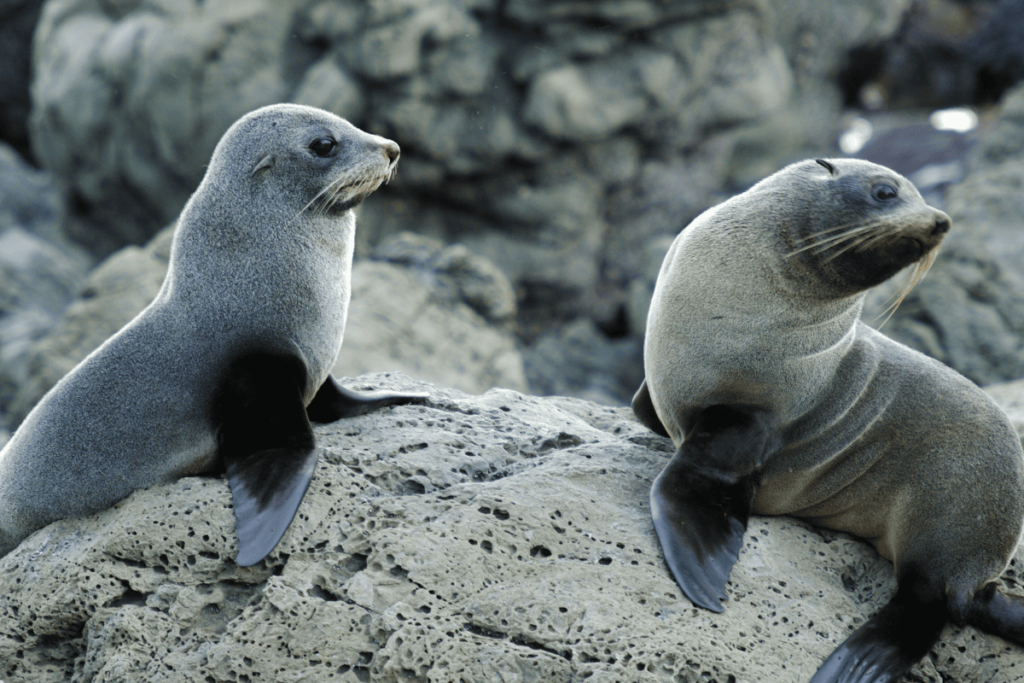 Two grey small seal pups perched on a rocky beach facing towards each other