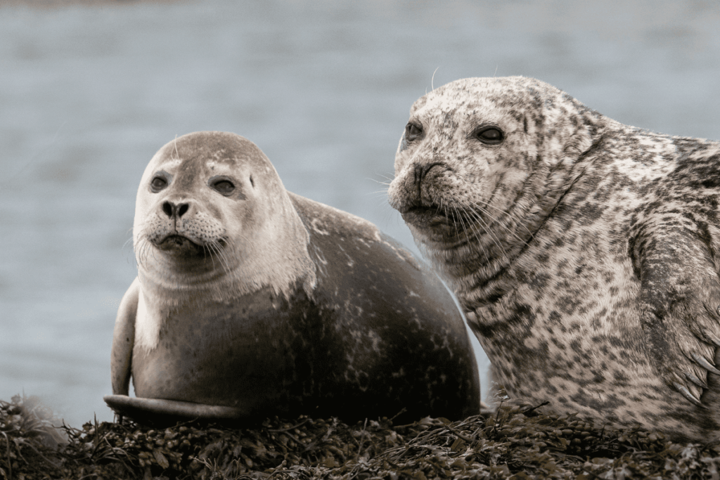 Two big seals perched on a bed of seaweed on a beach resting before their next adventure