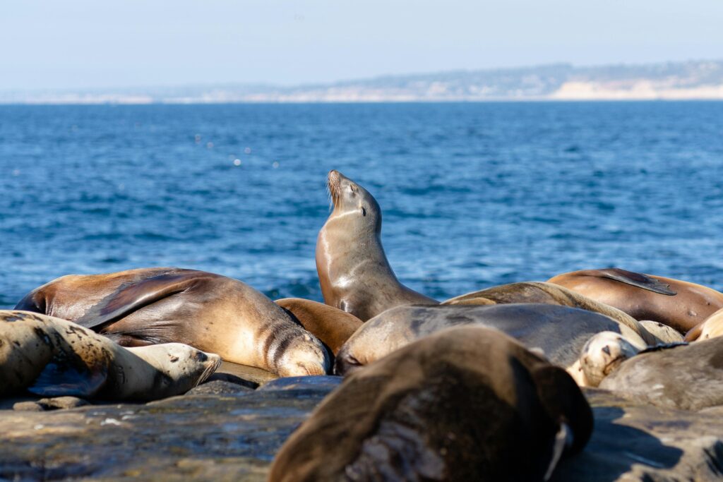 Seals basking together